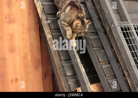 isolated young tabby cat climbing down some wood outside Stock Photo