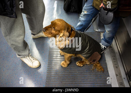Brown spaniel dog travelling on London Underground. Stock Photo