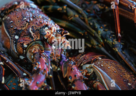 Panulirus ornatus known also as tropical rock lobster, or ornate spiny lobster for sale in the Fish Market of Maputo, the capital city of Mozambique Africa Stock Photo