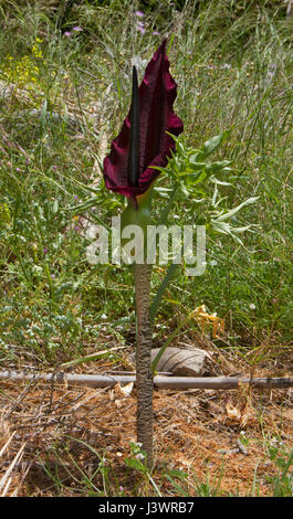 Common dracunculus (Dracunculus vulgaris) Stock Photo