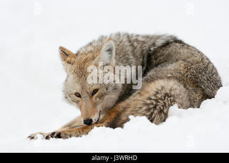 Coyote / Kojote ( Canis latrans ) in winter, sitting in snow, licking its fur with its tongue, watching attentively, Yellowstone NP, Wyoming, USA. Stock Photo