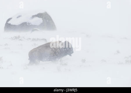 American Bison / Amerikanischer Bison ( Bison bison ) in a blizzard, harsh winter weather, walking through blowing snow, Yellowstone NP, Wyoming, USA. Stock Photo