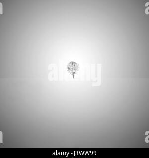 Minimalist fine art black and white photo with a lone tree in the snow. Stock Photo