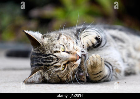 Christchurch, New Zealand. 16th Apr, 2017. Christchurch, New Zealand - April 16, 2017 - A cat plays with a mouse in a private backyard on April 16, 2017 in Christchurch, New Zealand. The hour-long cat-and-mouse game was fatal for the little animal. | usage worldwide Credit: dpa/Alamy Live News Stock Photo