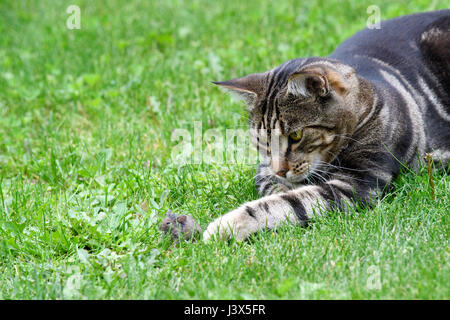 Christchurch, New Zealand. 16th Apr, 2017. Christchurch, New Zealand - April 16, 2017 - A cat plays with a mouse in a private backyard on April 16, 2017 in Christchurch, New Zealand. The hour-long cat-and-mouse game was fatal for the little animal. | usage worldwide Credit: dpa/Alamy Live News Stock Photo