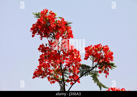 Dhaka, Bangladesh. 08th May, 2017. Cassia fistula, known as the golden ...