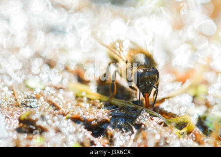 Stirling, Scotland, UK. 8th May, 2017. UK weather - a honey bee drinking from the margins of a garden pond on another hot dry day in Stirlingshire Credit: Kay Roxby/Alamy Live News Stock Photo