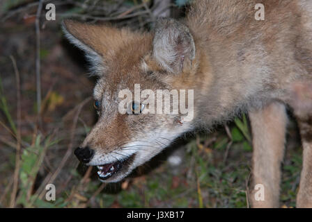 Red fox (Vulpes vulpes) hunting in the night, Riding Mountain National Park, Manitoba, Canada Stock Photo