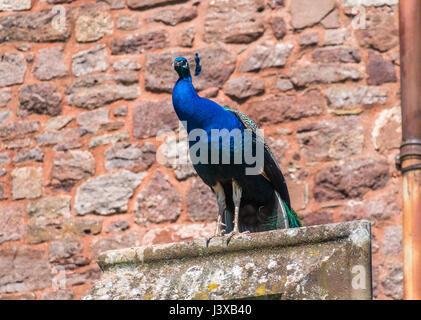 Peacock bird standing on a wall. Stock Photo