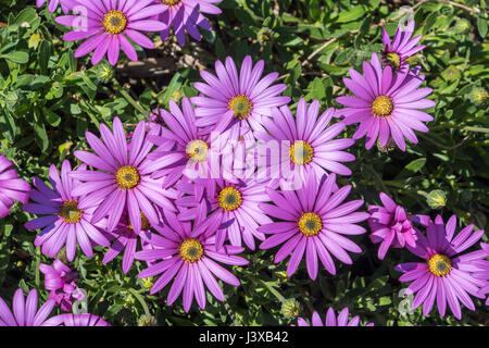 Pink African Daisy flower. Also known as Osteospermum Jucundum Stock Photo