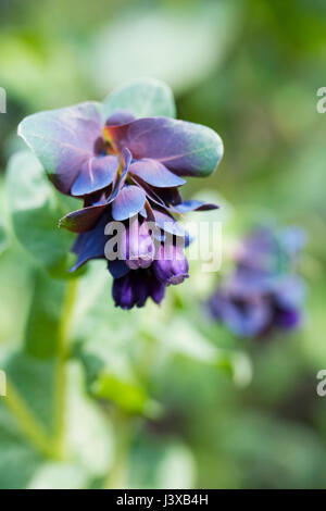 Cerinthe major Purpurascens flowers in Spring. Honeywort flower. Stock Photo