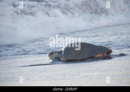 Female Olive Ridley sea turtle, Lepidochelys olivacea, in the breakers returning to the ocean after laying eggs on land. Stock Photo