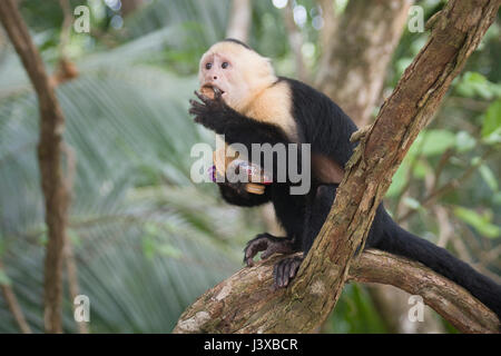 Wild white-headed capuchin monkey (Cebus capucinus) quickly eats an armload of cookies swiped from an unwary tourist. Stock Photo