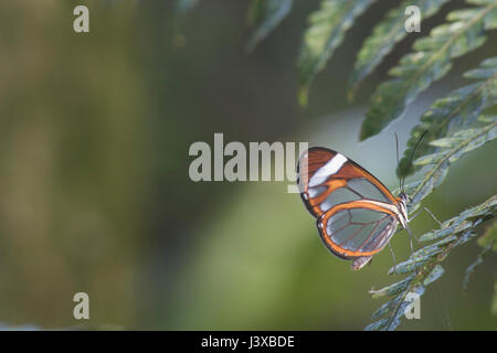 Clearwing butterfly perched on a leaf with an out of focus background. Stock Photo
