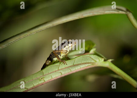 A lowland dwarf frog (Pelophryne signata) perched on a leaf. Stock Photo