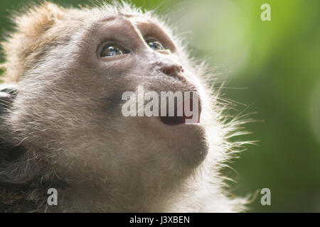 Surprised monkey looking up towards light. Stock Photo