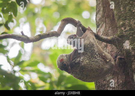 Wild flying lemur (a.k.a., colugo), Galeopterus variegatus, mother with baby. Stock Photo