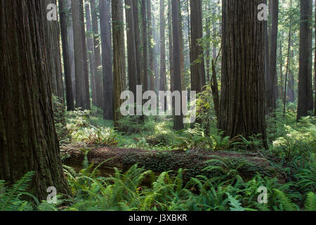 Immense old-growth California Redwoods in Redwood National Park, California, USA. Stock Photo
