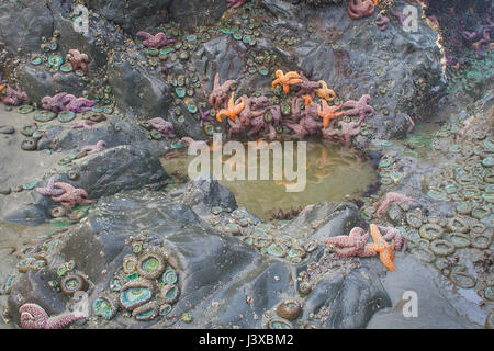 Tidepool surrounded by abundant & colorful purple/ochre sea stars (Pisaster ochraceus) and giant green anemones (Anthopleura xanthogrammica). Stock Photo