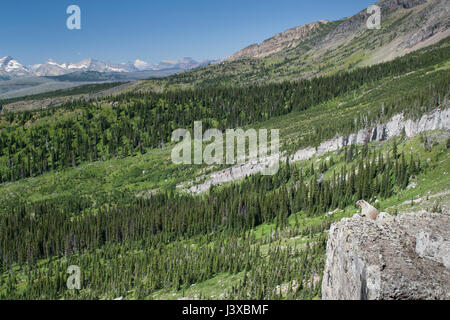 Hoary Marmot (Marmota caligata) perched on a rock with montane forest and meadow in the background. Glacier National Park, Montana, USA. Stock Photo