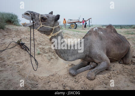 A yawning dromedary camel kneeling in the sand. Thar desert, Rajasthan, India. Stock Photo