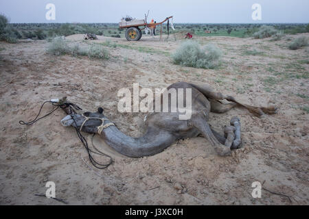 A dromedary camel stretches out in the sand to rest after pulling a cart  all day. Thar desert, Rajasthan, India. Stock Photo