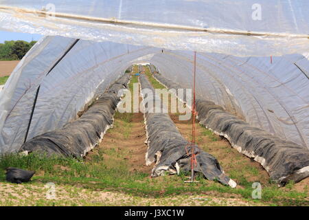 Spargel Anbau unter der Folie, im Zelt Stock Photo