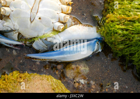 A Blue crab (Callinectes sapidus) shell washed up on a beach, against a stone covered in seaweed. Stock Photo