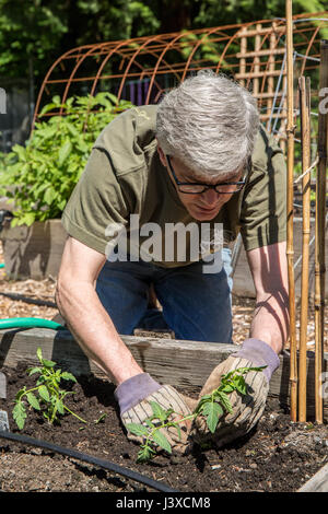 Man planting a tomato start in Issaquah, Washington, USA Stock Photo