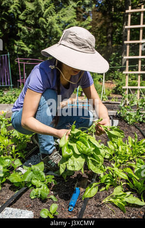 Woman harvesting bok choy in Issaquah, Washington, USA Stock Photo