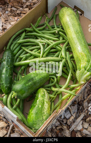 Box of freshly harvested green beans, cucumbers and green zucchini in Issaquah, Washington, USA Stock Photo