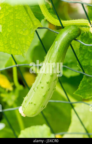 Cucumber growing on a wire trellis in Issaquah, Washington, USA Stock Photo
