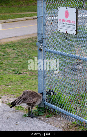 Canada goose (Branta canadensis) violating a no trespassing sign, warning, posted by the City of London, Ontario, Canada. Stock Photo