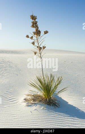 Soaptree Yucca (Yucca elata) in a sand dune in early morning light, White Sands National Monument, New Mexico Stock Photo