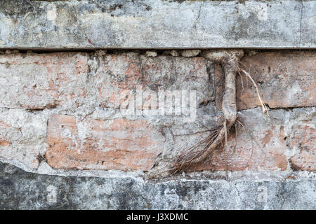Root and old, aged and rough bricks between concrete wall. Stock Photo