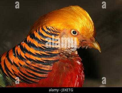 Male Golden Pheasant or Chinese Pheasant (Chrysolophus pictus) closeup portrait. Stock Photo
