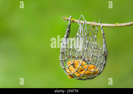 Small bird feeder hanging from a twig on a tree. Stock Photo