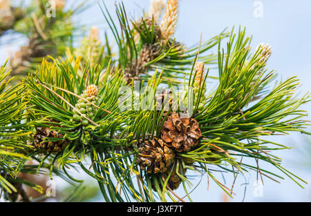 Closeup of pine cones of a branch of a Pine tree. Stock Photo