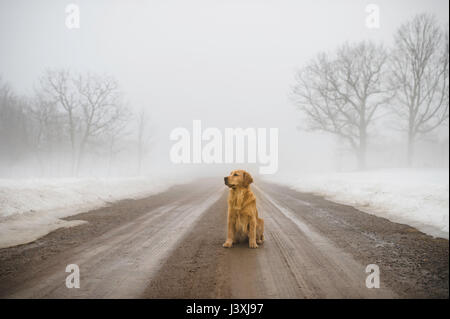 Golden retriever sitting in middle of dirt road in fog Stock Photo