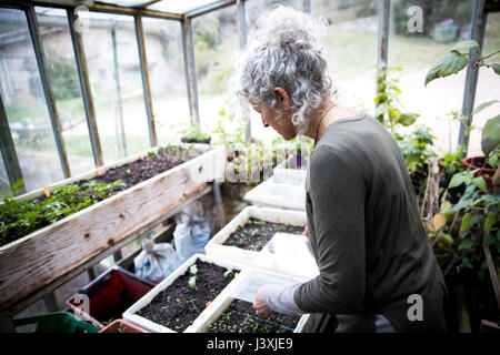 Mature female gardener tending seedlings in greenhouse Stock Photo