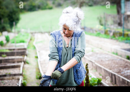 Mature female gardener putting on gardening gloves Stock Photo
