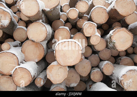 Cross section of logs in stack Stock Photo