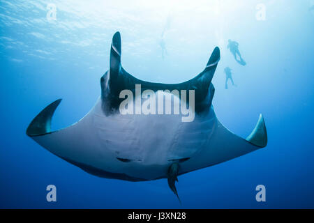 Giant Manta Ray (Manta birostris), underwater view,  Roca Partida, Colima, Mexico Stock Photo