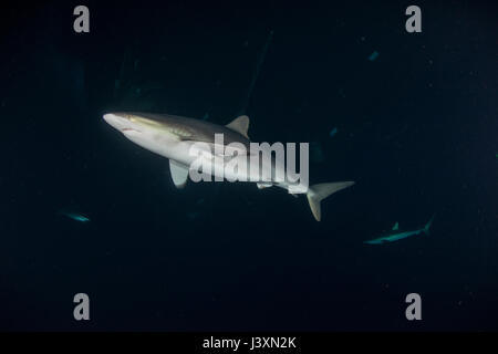 Silky shark (Carcharhinus falciformis) underwater view, Socorro, Colima, Mexico Stock Photo