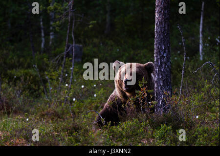 European brown bear looking out from forest Stock Photo