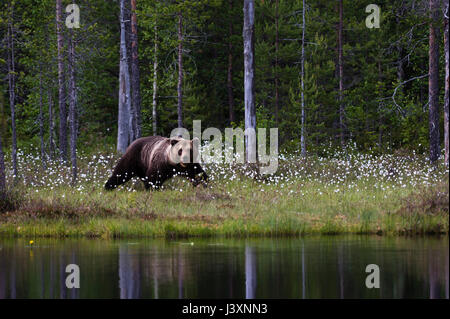 European brown bear looking out from lakeside forest Stock Photo