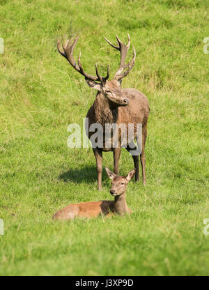 Red Deer hind and stag at the Bowland Wild Boar Park, Chipping, Preston, Lancashire. Stock Photo