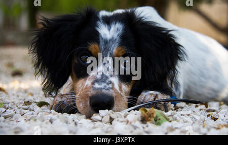 Breton Espagnol Puppy Stock Photo