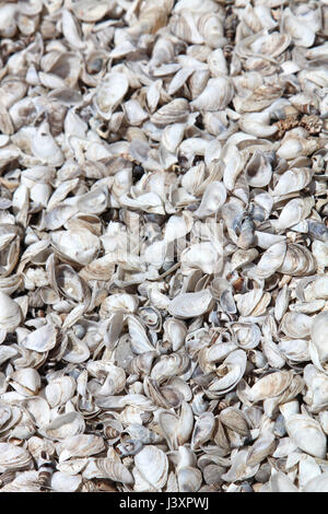 Closeup of scattered shells washed up on shore. Stock Photo