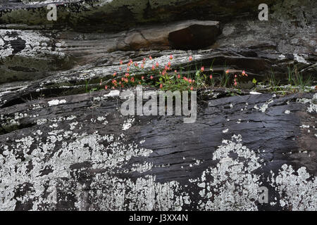 Wild columbine patch growing on rock ledge covered with lichen Stock Photo